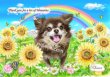画像16: ペット似顔絵  メモリアル 虹の橋  (額入り)  (16)