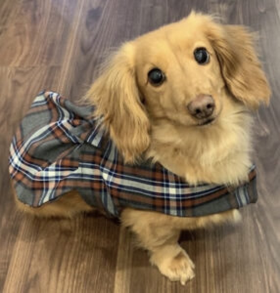 画像2: A様専用フォーム ペット似顔絵 プレミアムコース 2 (2)