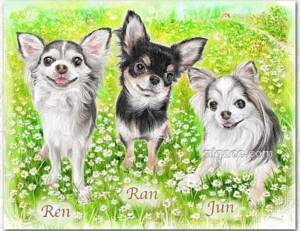 画像21: ペットの似顔絵 リアルコース(フレーム無し) (21)