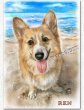 画像28: ペット似顔絵 安心チェックコース(手直し無料) (28)