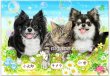 画像21: ペット似顔絵 安心チェックコース(手直し無料) (21)