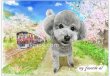 画像16: ペット似顔絵  リアルコース (16)