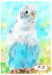 画像3: ペット似顔絵  小鳥さんと暮らす幸せ応援価格 (3)