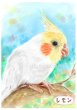 画像1: ペット似顔絵  小鳥さんと暮らす幸せ応援価格 (1)
