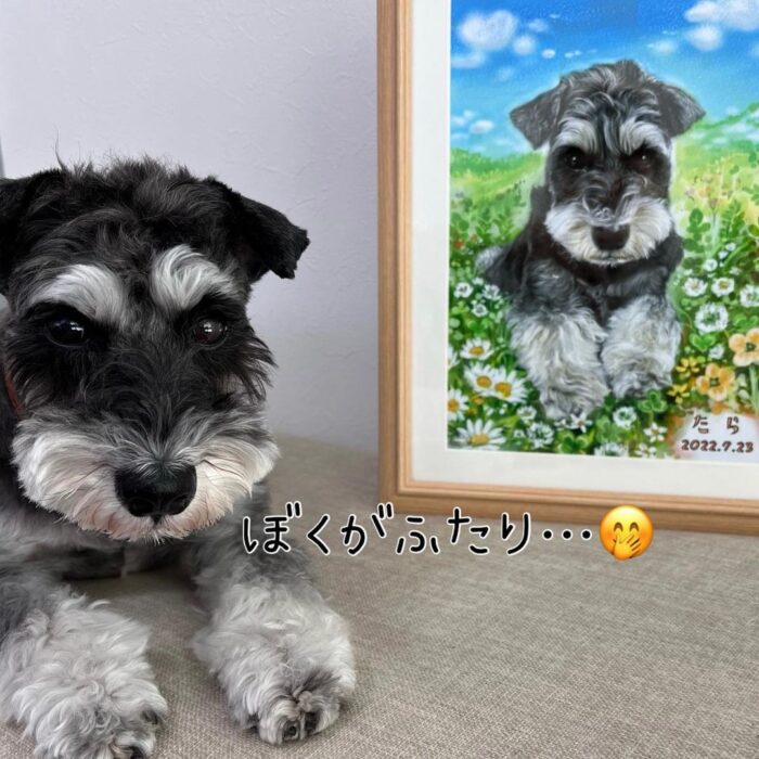 ミニチュアシュナウザー犬の似顔絵ご本人と一緒2