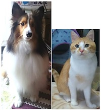 猫とシェルティーの写真