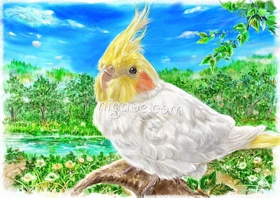 オカメインコの似顔絵