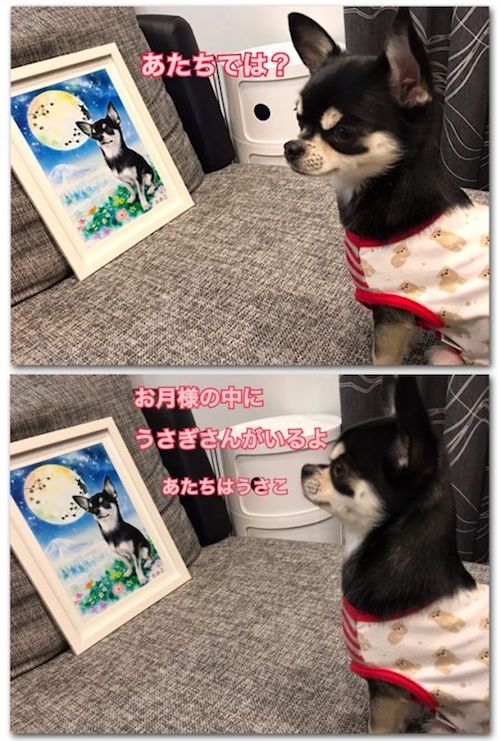 チワワ犬の写真