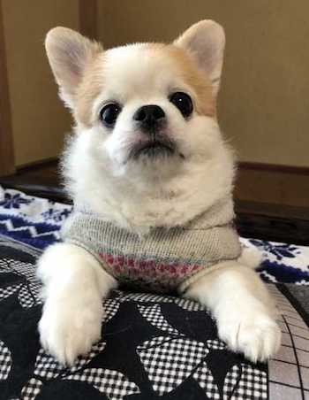 犬の写真